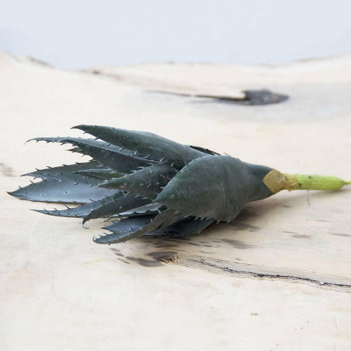 Imitation Fake Faux Succulents | Artisans.