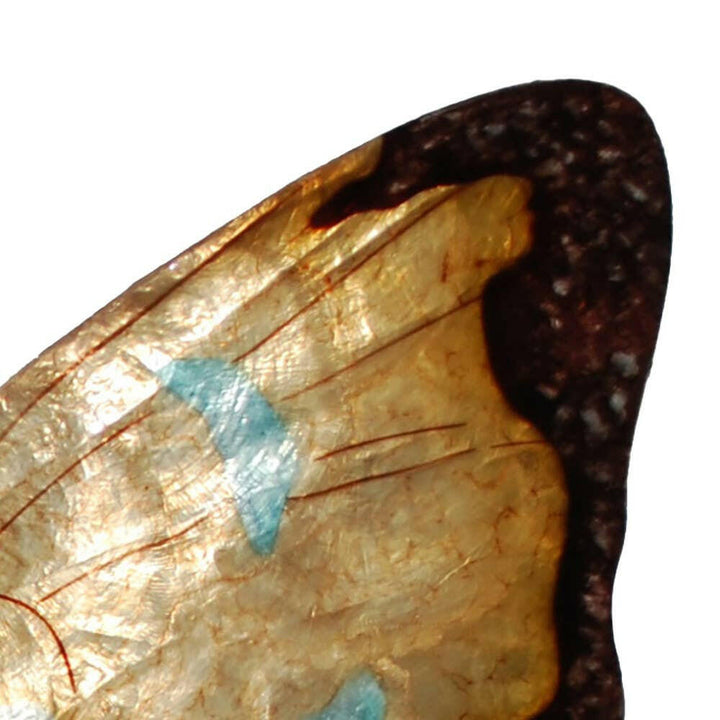Butterfly Wall Decor Copper With Aqua Large | Artisans.