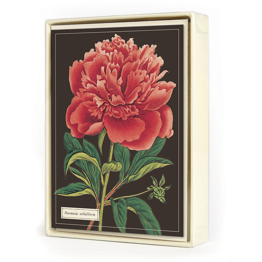 Cavallini Boxed Note Cards