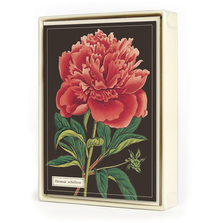 Cavallini Boxed Note Cards