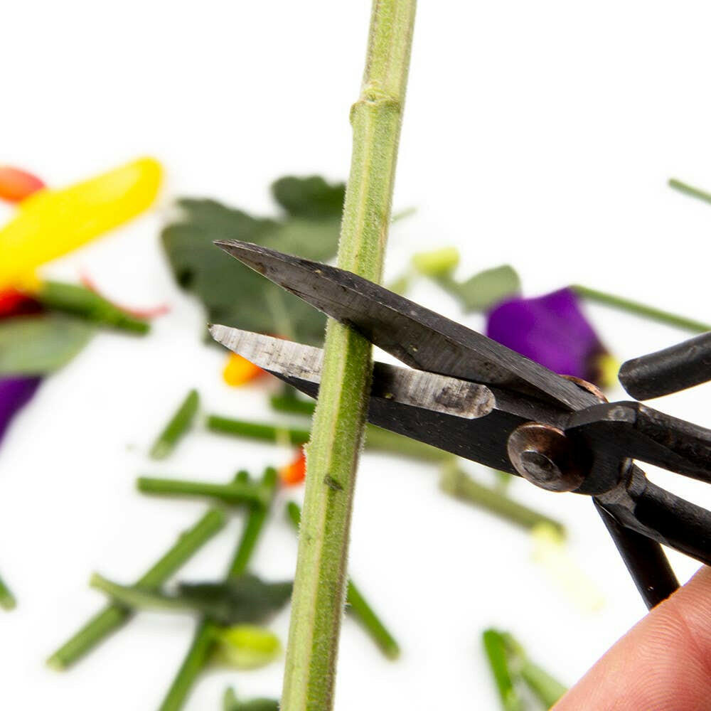 Edward Plant Clippers/ Accessories | Artisans.