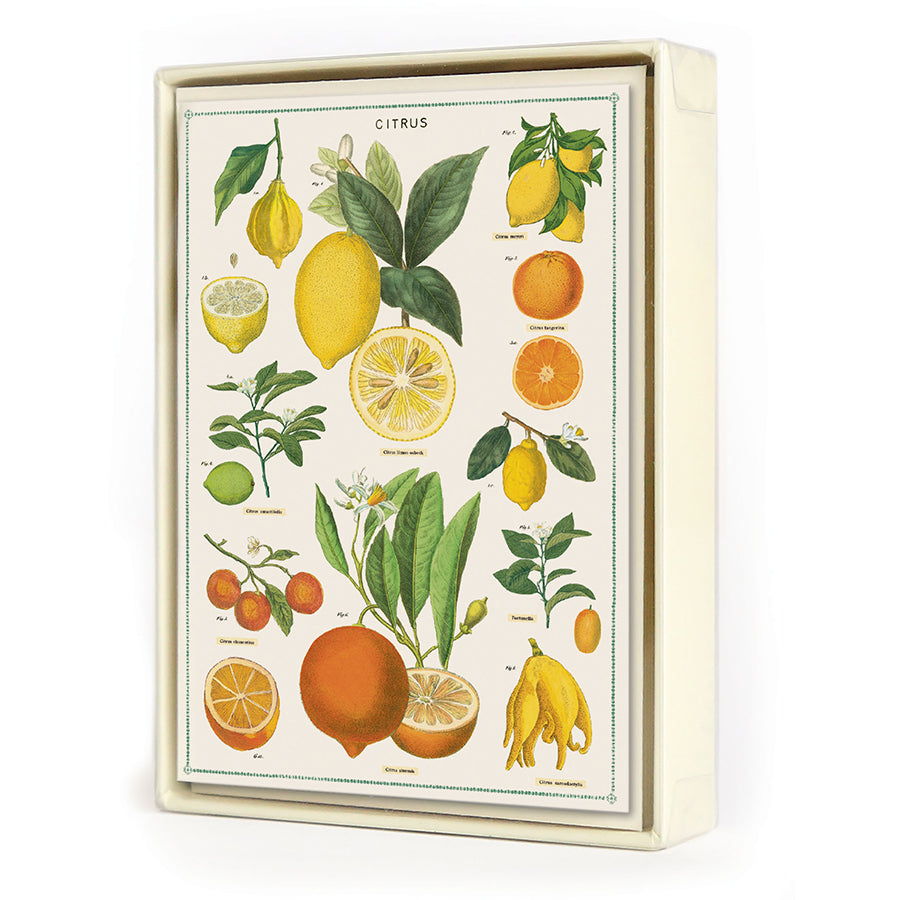 Cavallini Boxed Note Cards
